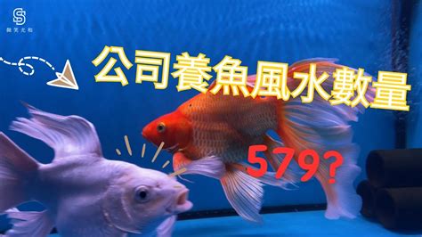 風水缸魚數量|養風水魚數量攻略：命格五行對應養魚條數 